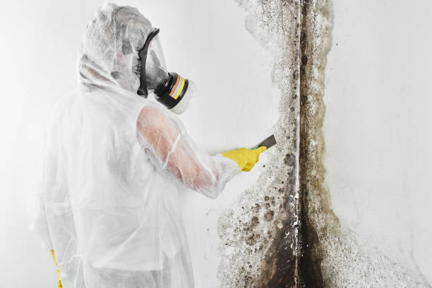 Best Mold Remediation  in Basehor, KS