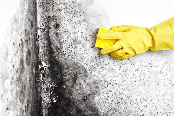 Certified Mold Removal in Basehor, KS