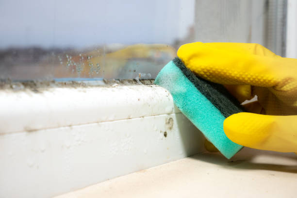 Best Best Mold Removal Companies  in Basehor, KS