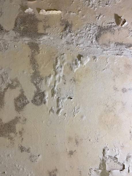 Best Affordable Mold Removal  in Basehor, KS