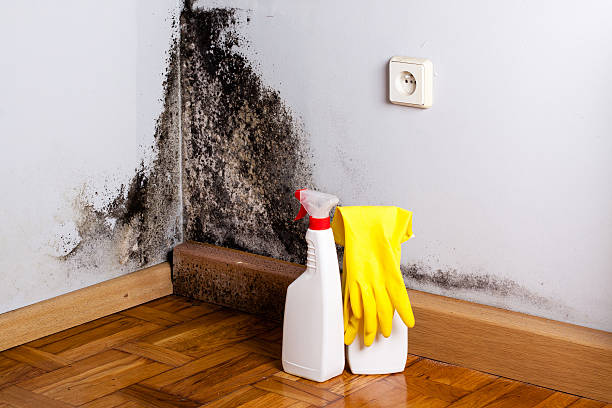 Best Emergency Mold Removal  in Basehor, KS