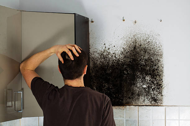Best Mold Remediation  in Basehor, KS