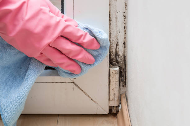 Best Mold Removal Company Near Me  in Basehor, KS