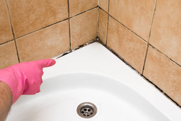 Best Office Mold Removal Services  in Basehor, KS